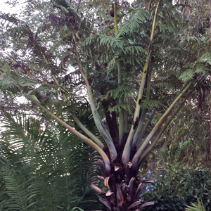 Cyathea medullaris